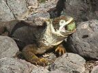 512 Patchy With Cactus Bud In Mouth.JPG (86 KB)